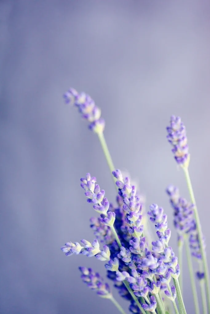 huiles essentielles contre-indications