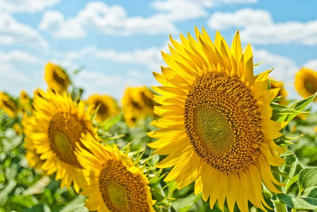 préparer sa peau au soleil avec la naturopathie